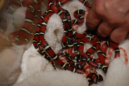 Червона змія, молочна змія Сіналоє, молодняк
