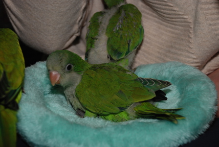 Популярний папуга квакер, повністю ручні малюки