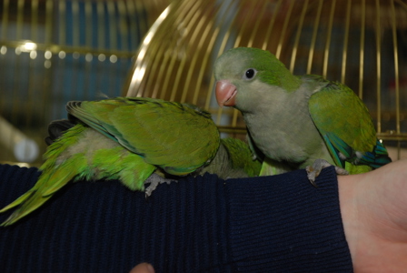 Говорящие попугаи калита монах квакер - Природный зеленый окрас