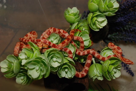 Змея маисовый полоз, ручные полоза 30-40 см