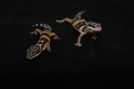 Эублефар молодняк, ручные ящерицы пятнистый геккон