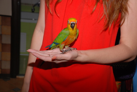 Аратинга - ара в миниатюре - самый ручной и способный попугай