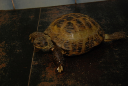 Черепаха сухопутная степная домашняя