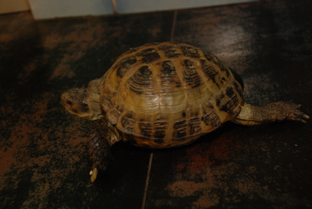 Черепаха сухопутная степная домашняя
