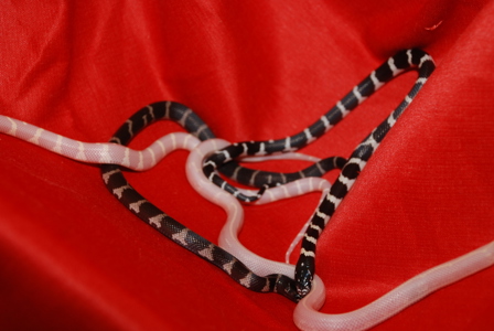 Королевская калифорнийская змея Lampropeltis getula californiaе