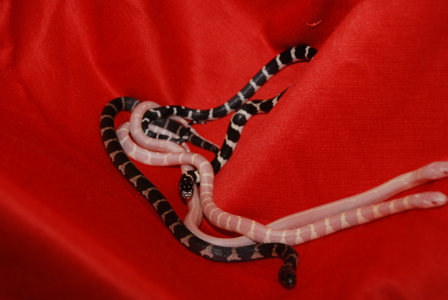 Королевская калифорнийская змея Lampropeltis getula californiaе