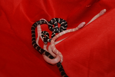 Королевская калифорнийская змея Lampropeltis getula californiaе