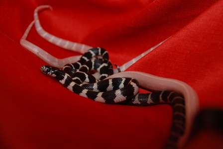 Королевская калифорнийская змея Lampropeltis getula californiaе