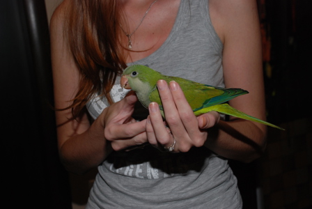 Ручні папужки калита монах зеленого кольору 3 місяці