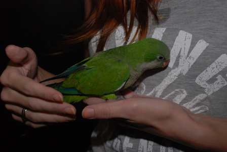 Ручні папужки калита монах зеленого кольору 3 місяці