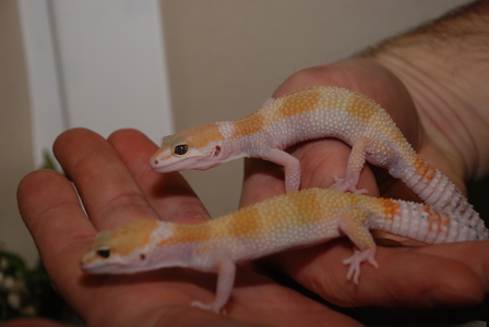 Плямисті гекони (еублефари), ящірки для початківця - підлітки