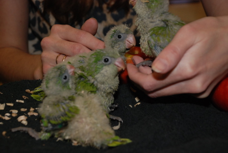 Популярный попугай квакер, полностью ручные малыши