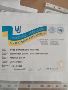 Цуценята різеншнауцера