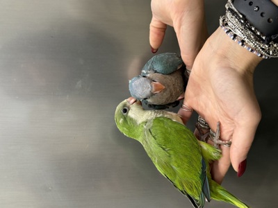 попугай Калита монах квакер - ручные птенцы выкормыши разные окрасы