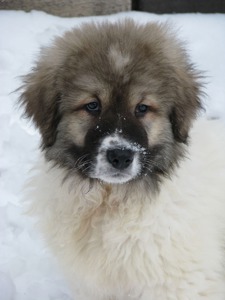 Кавказька вівчарка