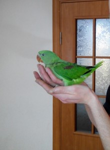 Ручний олександрійський папуга