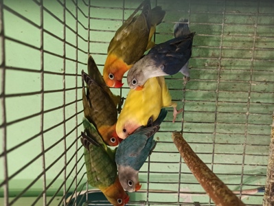 Птенцы попугаев неразлучников
