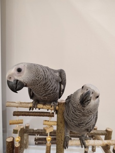 Супер-ручні папужки жако