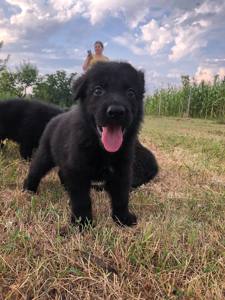 Чорні цуценята Німецької Вівчарки