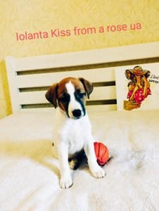 Ніжна дівчинка Джек IOLANTA KISS FROM A ROSE UA 🌹