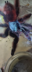 Caribena Versicolour (avicularia)