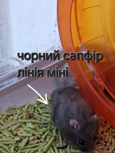 Фенотип Чорний Сапфір