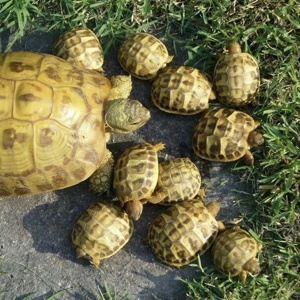 Сухопутні маленькі черепахи, ручная черепаха, балканская, среднеазиатская и другие черепахи