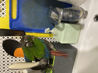Піррура, Моленуа - ручний говорящий папуга піррура викормиші