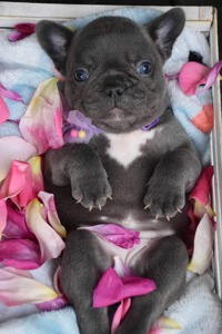 Голубой французский бульдог щенок девочка 1,5 месяца