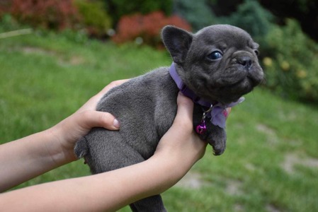 Голубой французский бульдог щенок девочка 1,5 месяца
