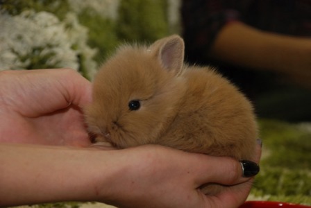Міні кролик міні Лоп- карликовий декоративний кролик