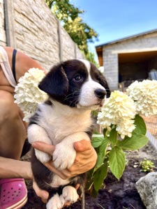 Цуценята коргі кардиган