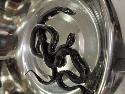 Королівська змія нігрітта Lampropeltis getula nigrita