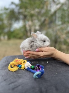 Голандський кролик мікро