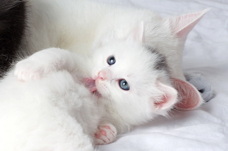 Білий хлопчик кошеня, турецька Ангора
