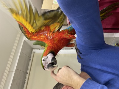 папуга Ара, учний говорящий синьожовтий ара, пташенята ручні у сімю