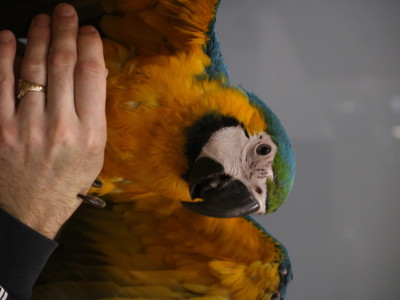 Попугай Ара сине-желтый птенцы выкормыши