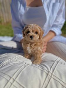 Maltipoo 