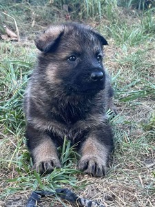 Цуценята німецької вівчарки шукають люблячу родину 🥹