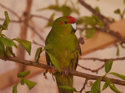 Красиві папужки какаріки
