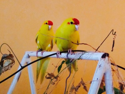 Веселі та задорні папуги какарік