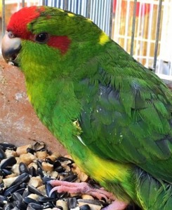 Рухливі новозеландські папуги какарік