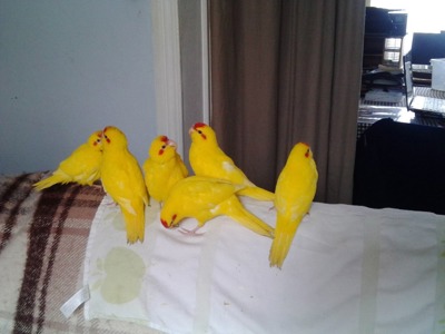Веселі та задорні папуги какарік