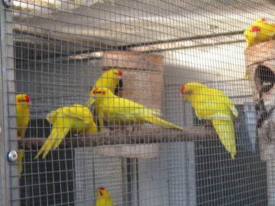 Активні папуги какаріки