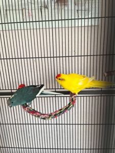 Активні папуги какаріки