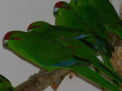 Активні друзі папуги какаріки