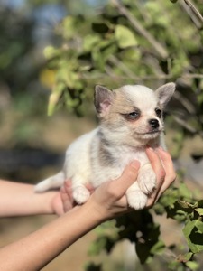 Довгошерстий чихуахуа, цуценя чихуахуа