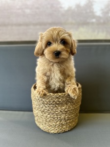 Maltipoo