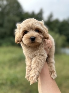 Maltipoo