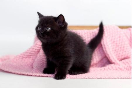 Черный котенок--лучший оберег.